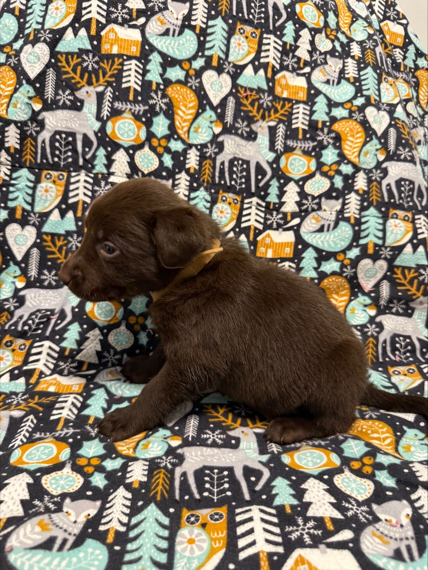 Tan collar Labrador puppy at 4 weeks