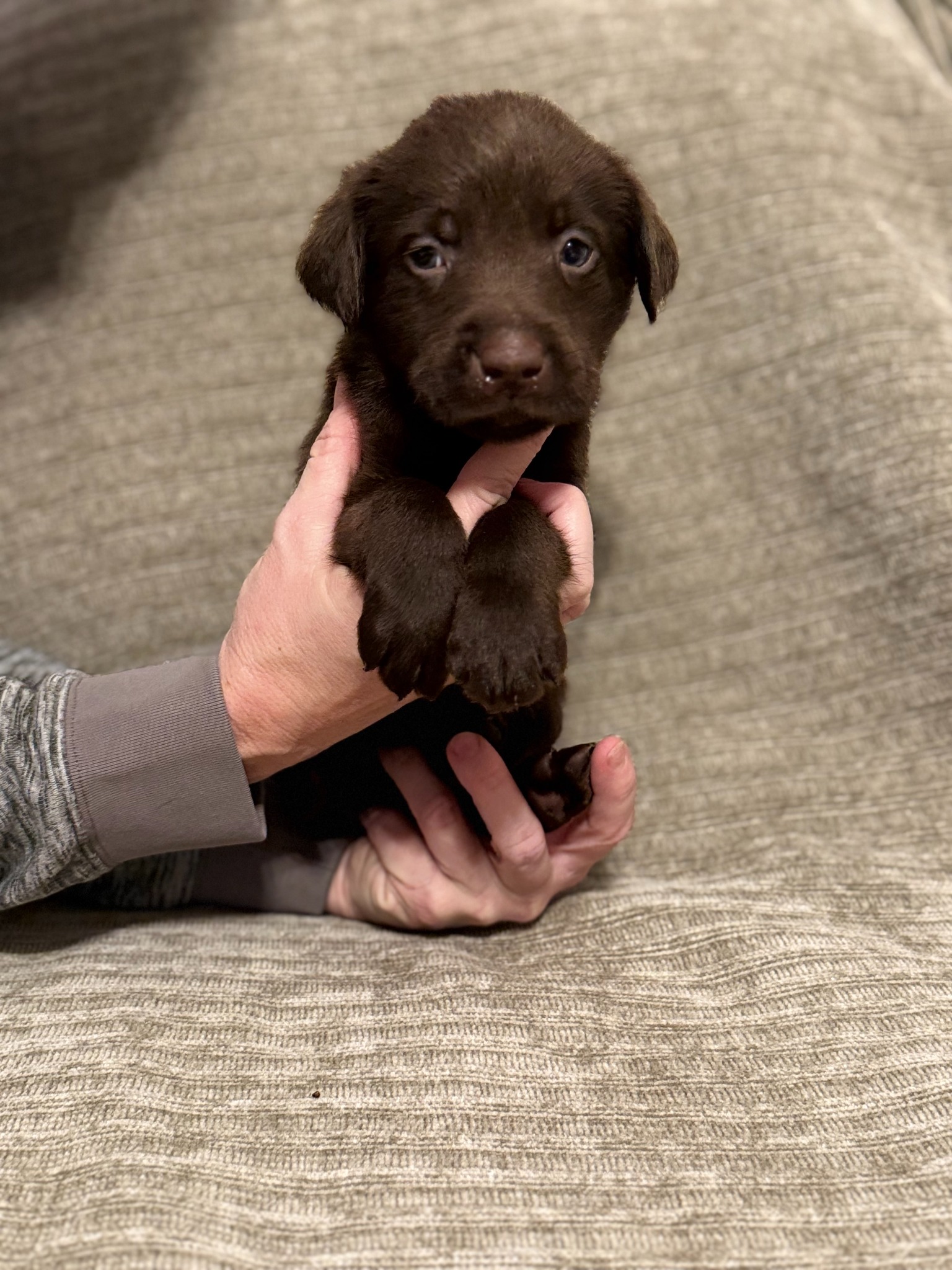 Tan collar chocolate Labrador puppy at five weeks