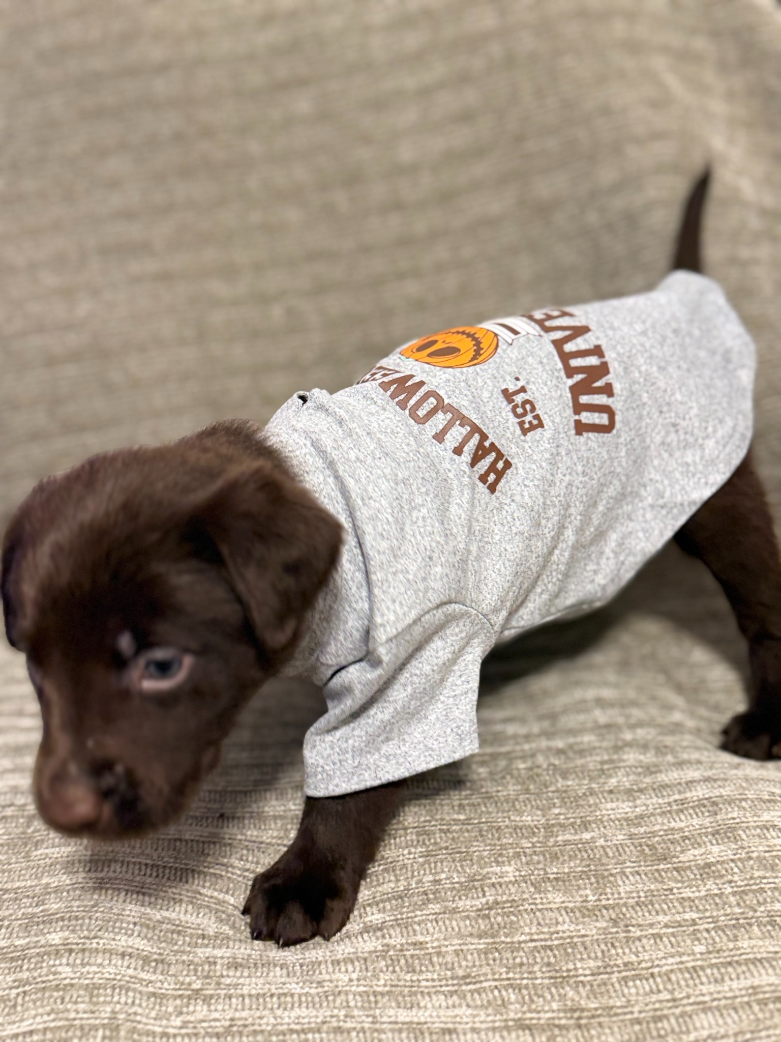 Tan collar chocolate Labrador puppy at five weeks