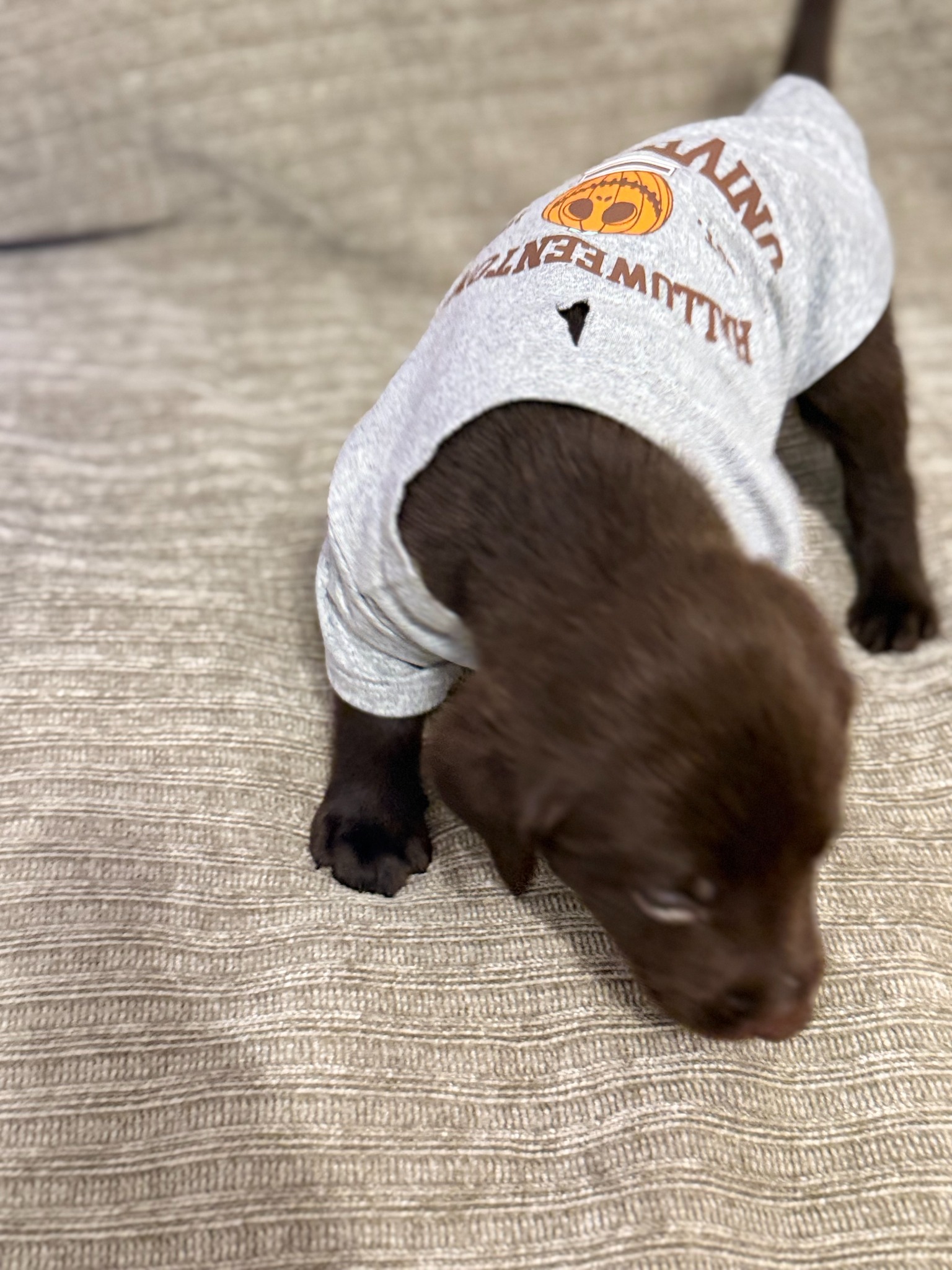 Tan collar chocolate Labrador puppy at five weeks