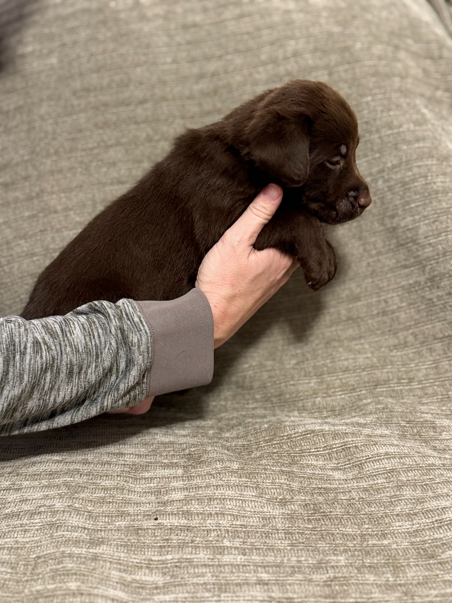 Tan collar chocolate Labrador puppy at five weeks