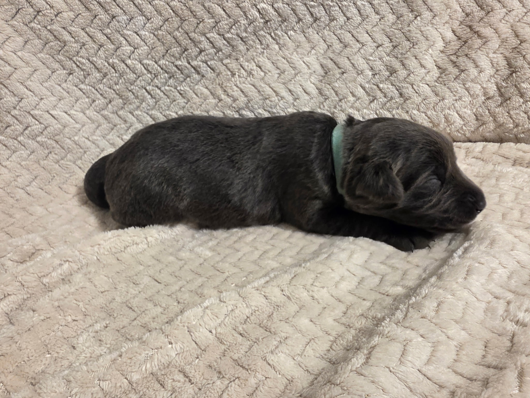 Teal collar Labrador puppy at 1 week