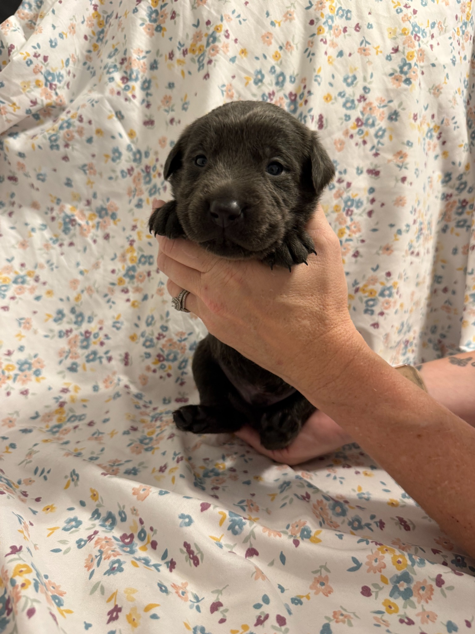 Teal collar Labrador puppy at 2 weeks
