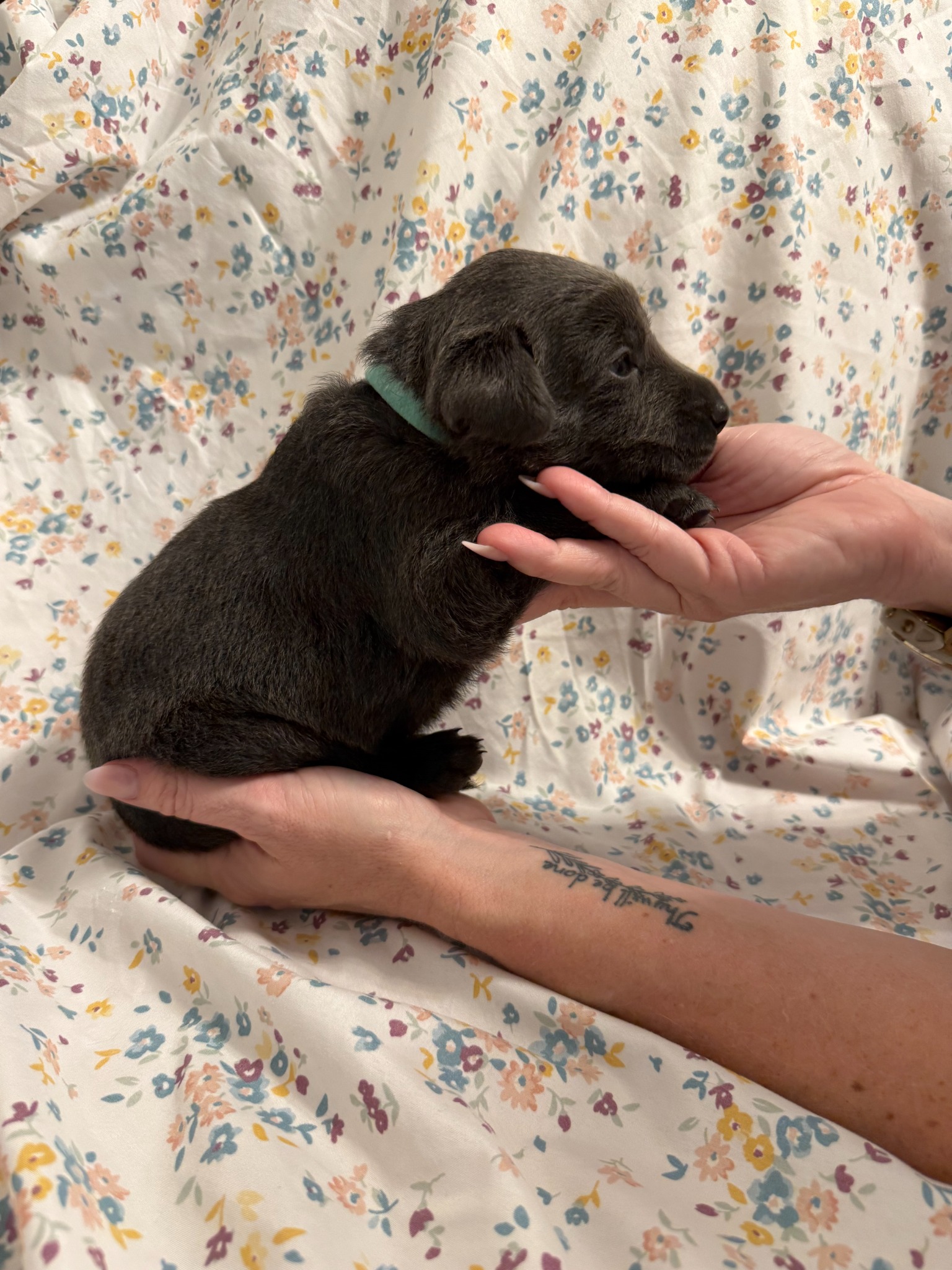 Teal collar Labrador puppy at 2 weeks