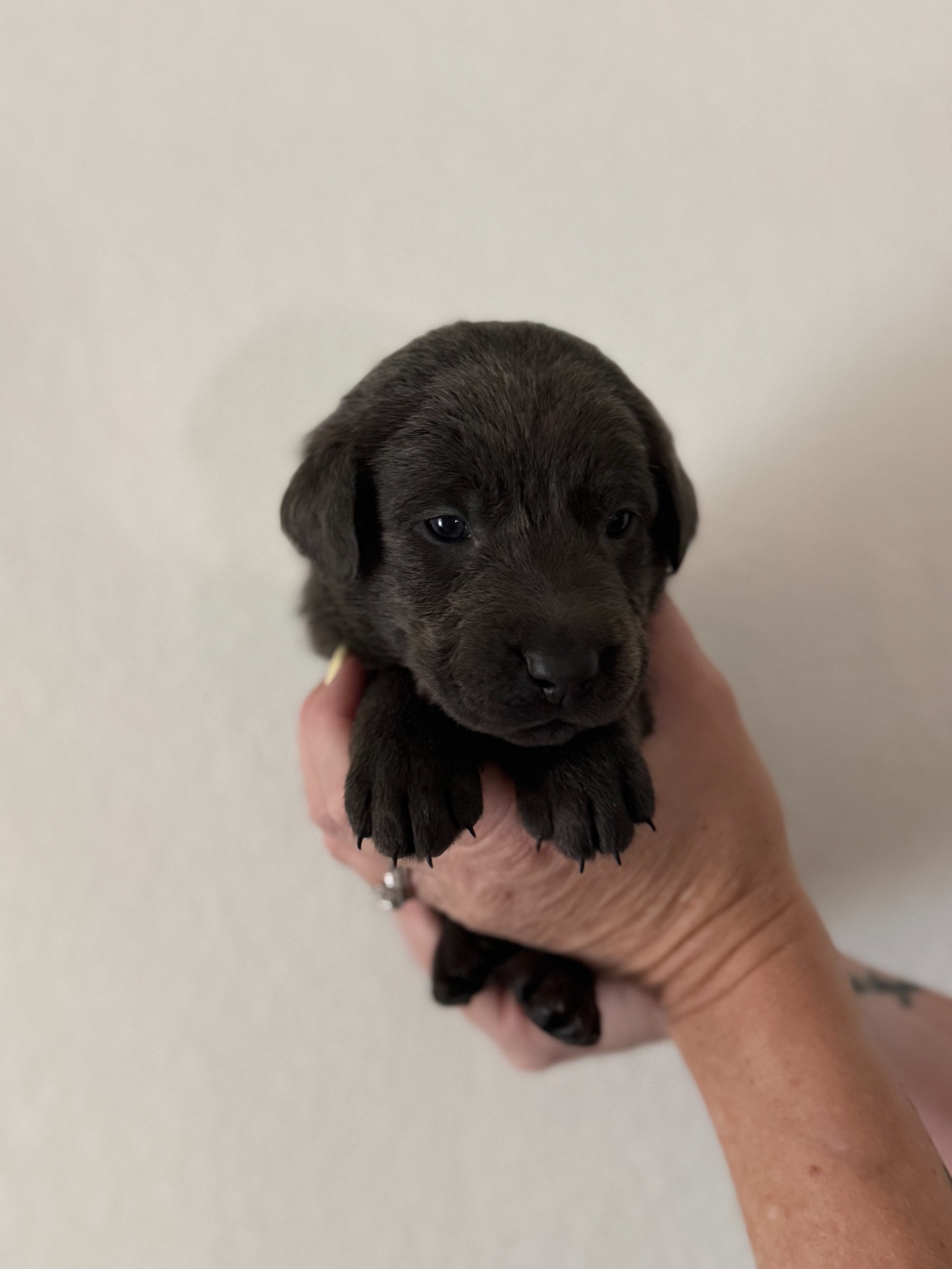 Teal collar Labrador puppy at 3 weeks