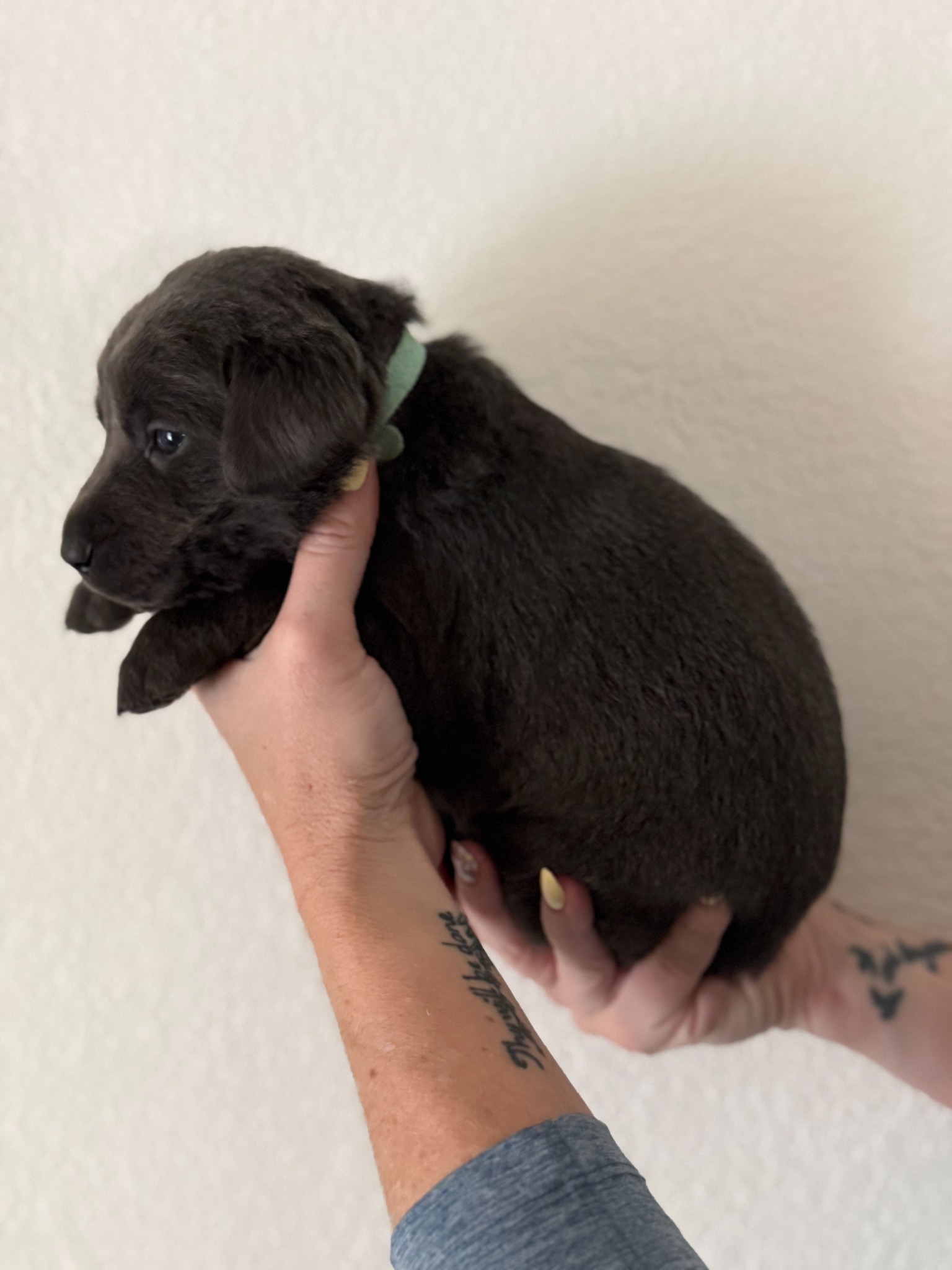Teal collar Labrador puppy at 3 weeks