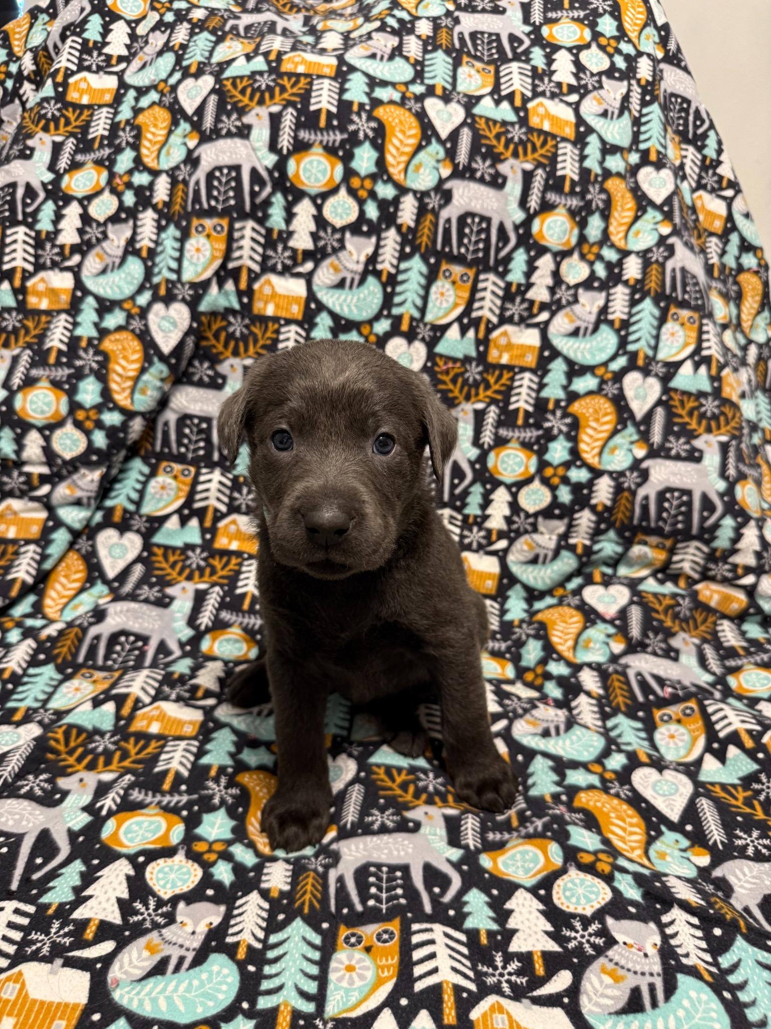 Teal collar Labrador puppy at 4 weeks