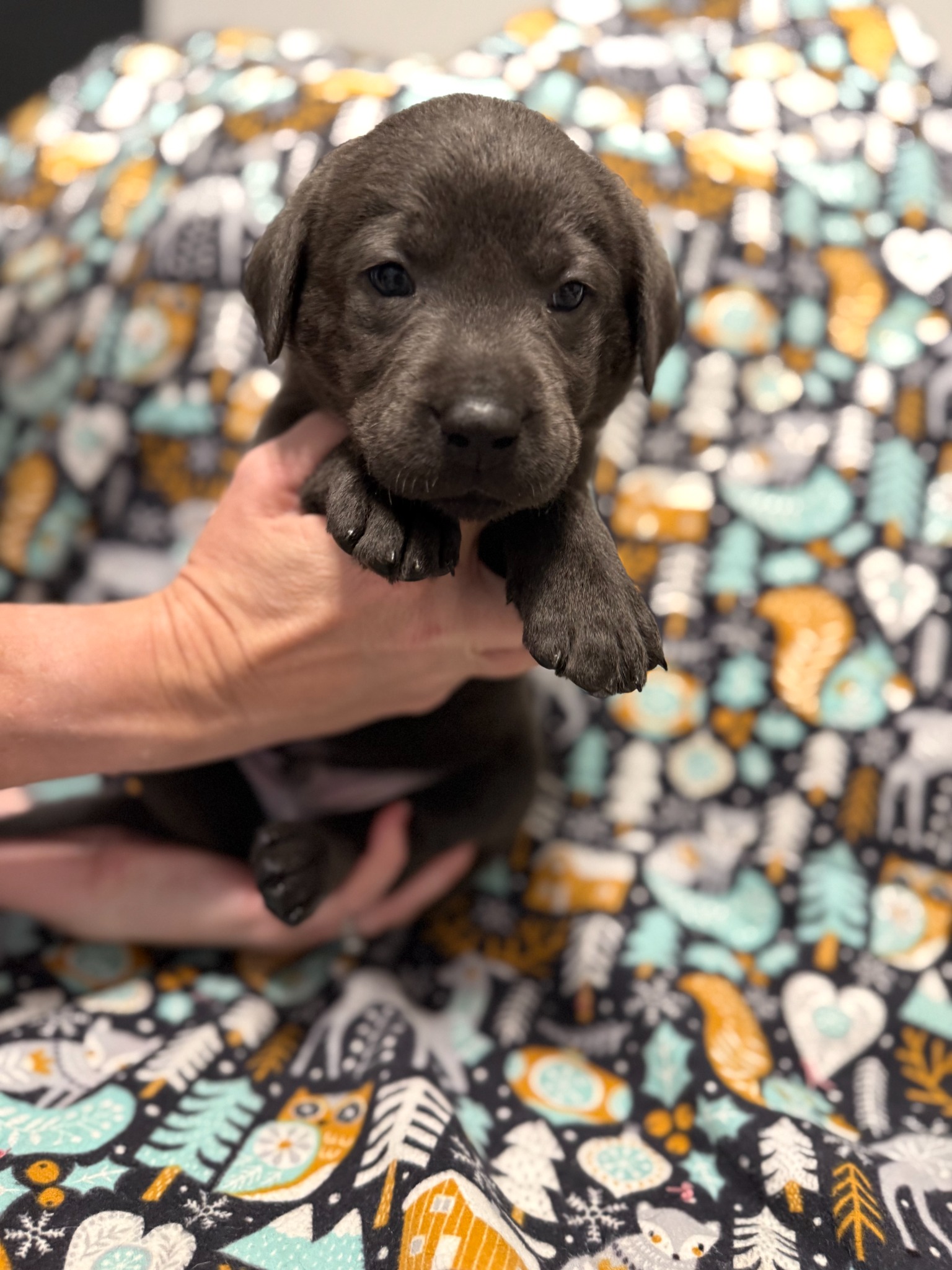 Teal collar Labrador puppy at 4 weeks