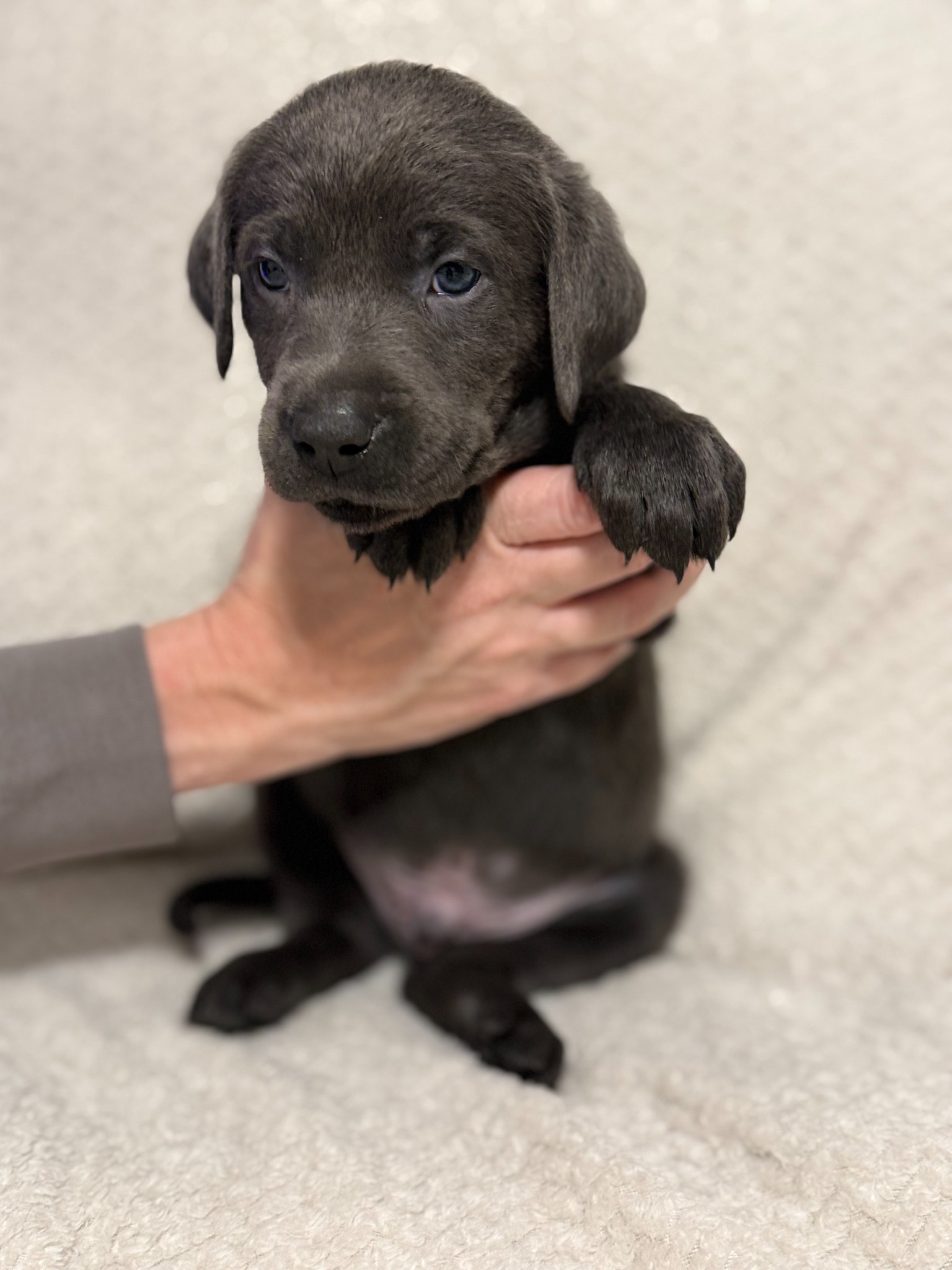 Teal collar charcoal Labrador puppy at five weeks
