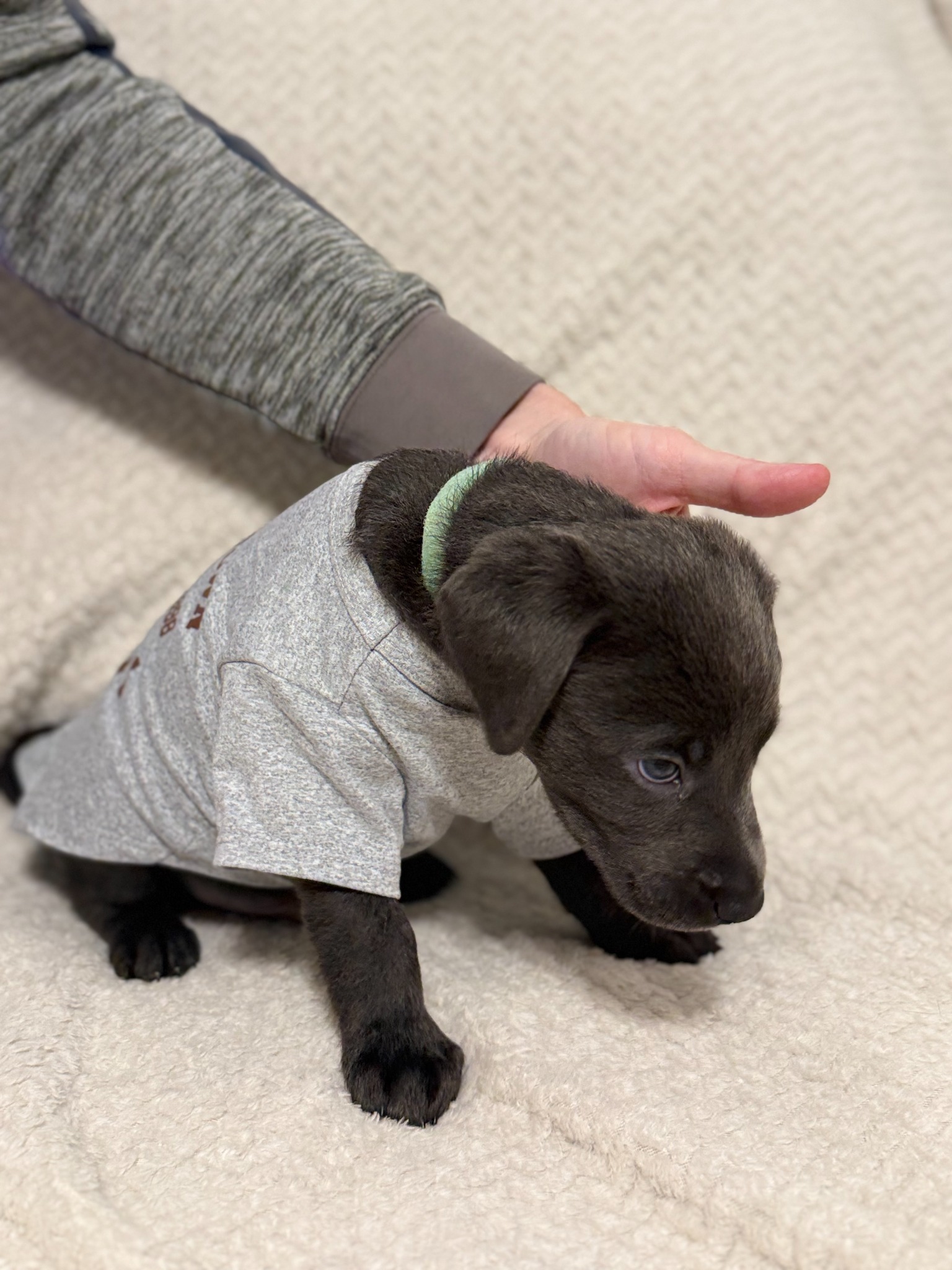 Teal collar charcoal Labrador puppy at five weeks