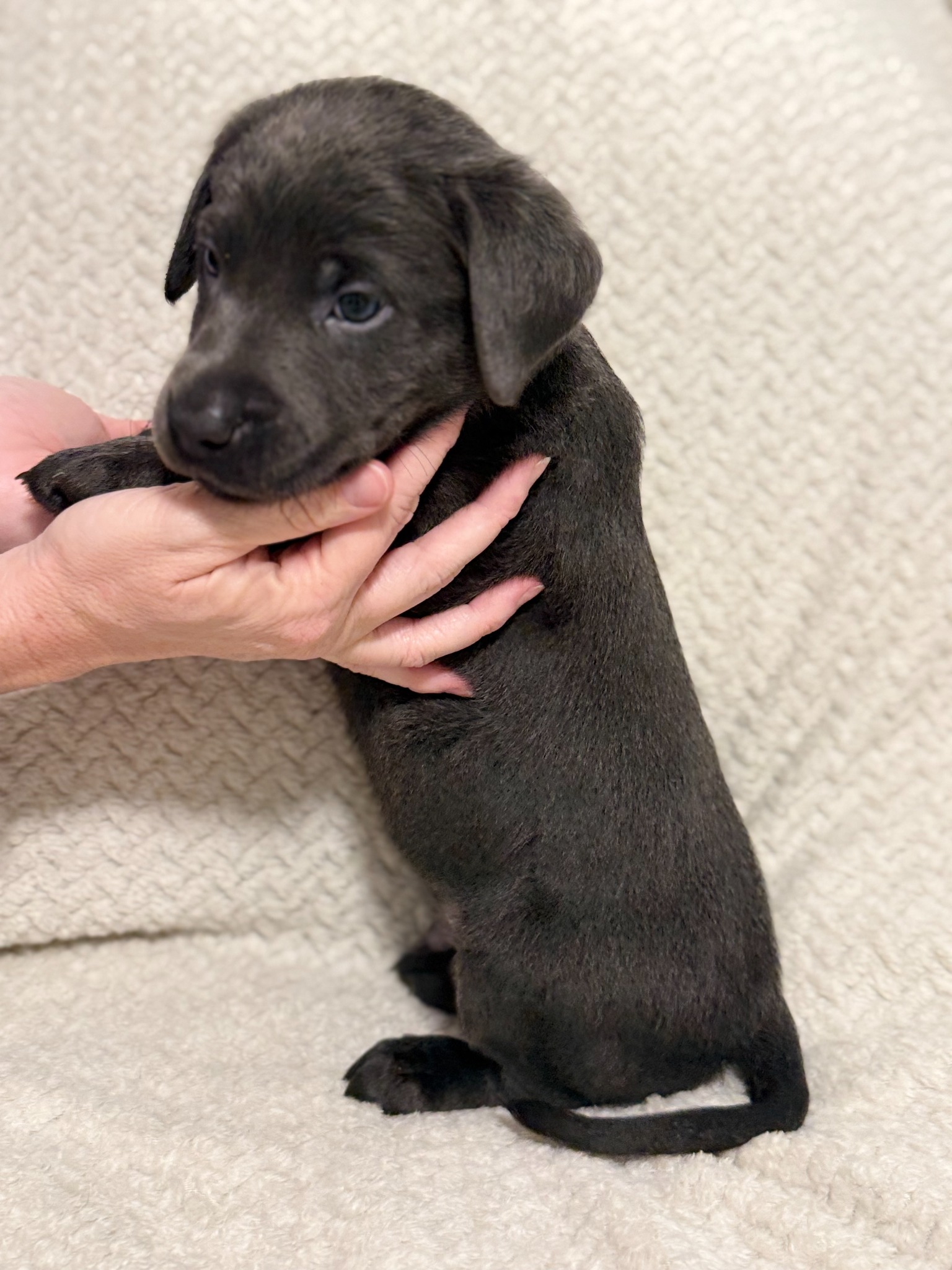 Teal collar charcoal Labrador puppy at five weeks