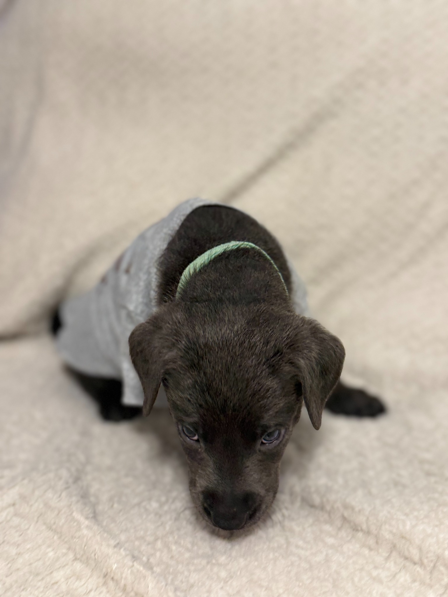 Teal collar charcoal Labrador puppy at five weeks