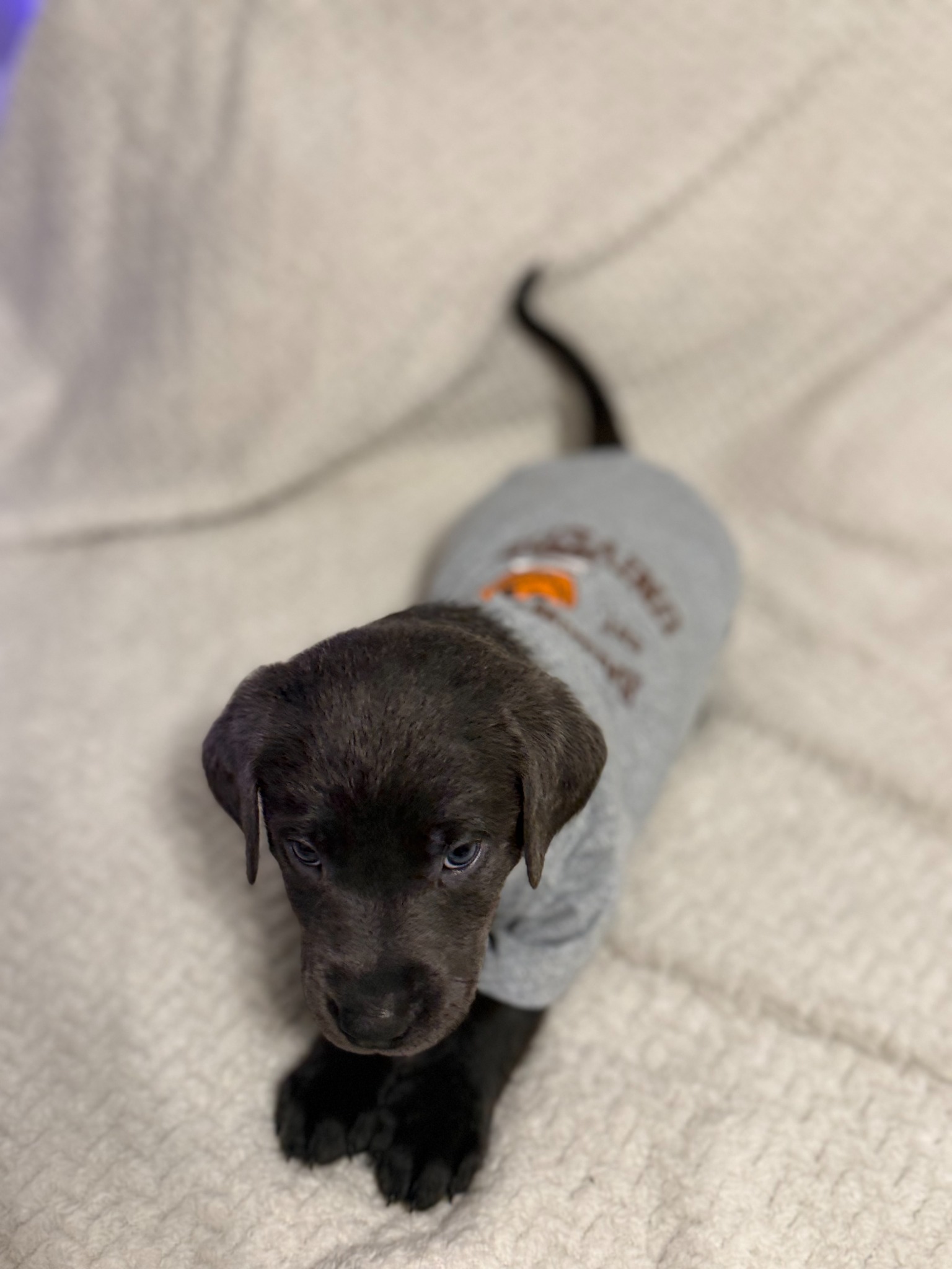 Teal collar charcoal Labrador puppy at five weeks
