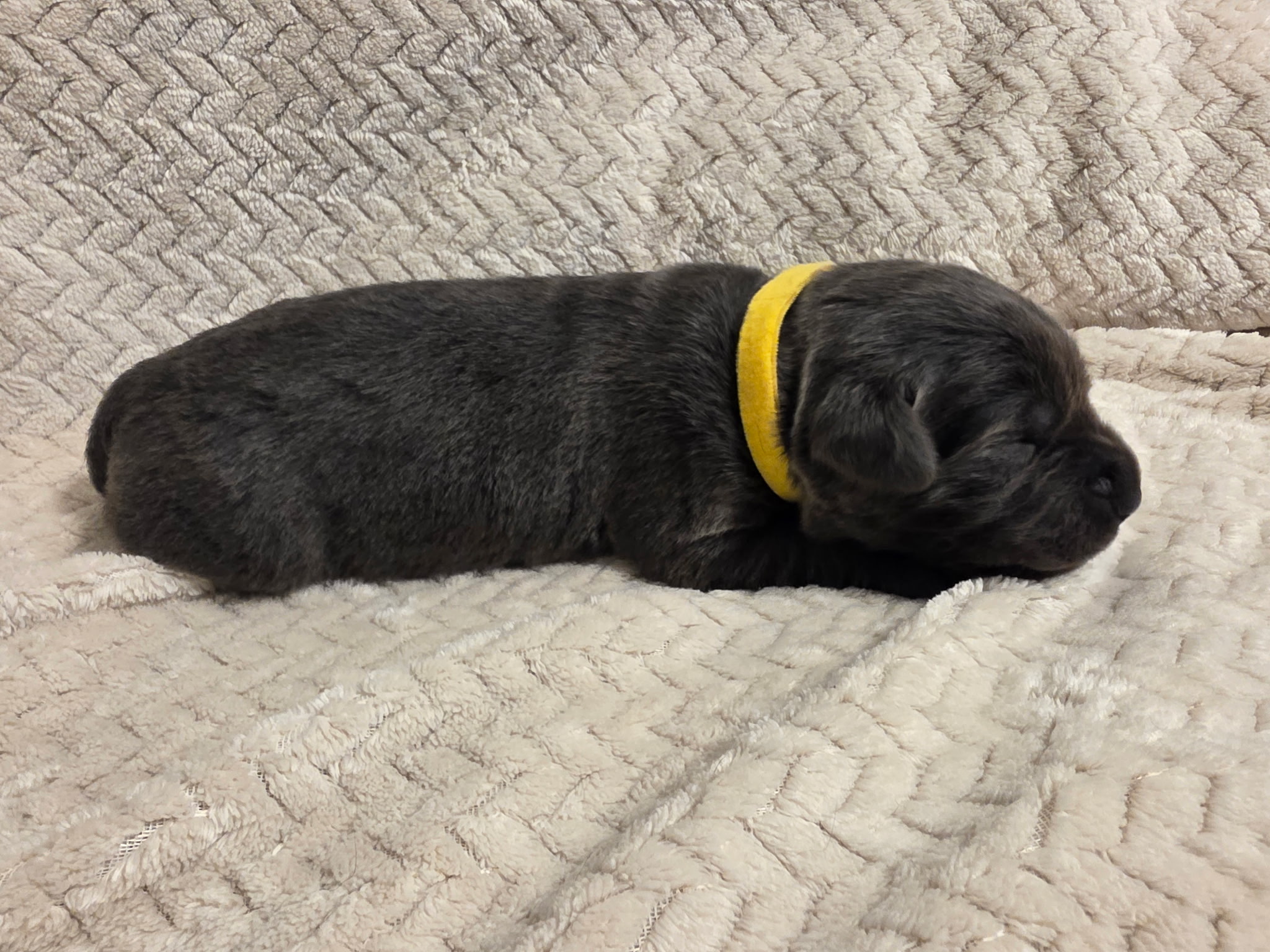 Yellow collar charcoal Labrador puppy at one week
