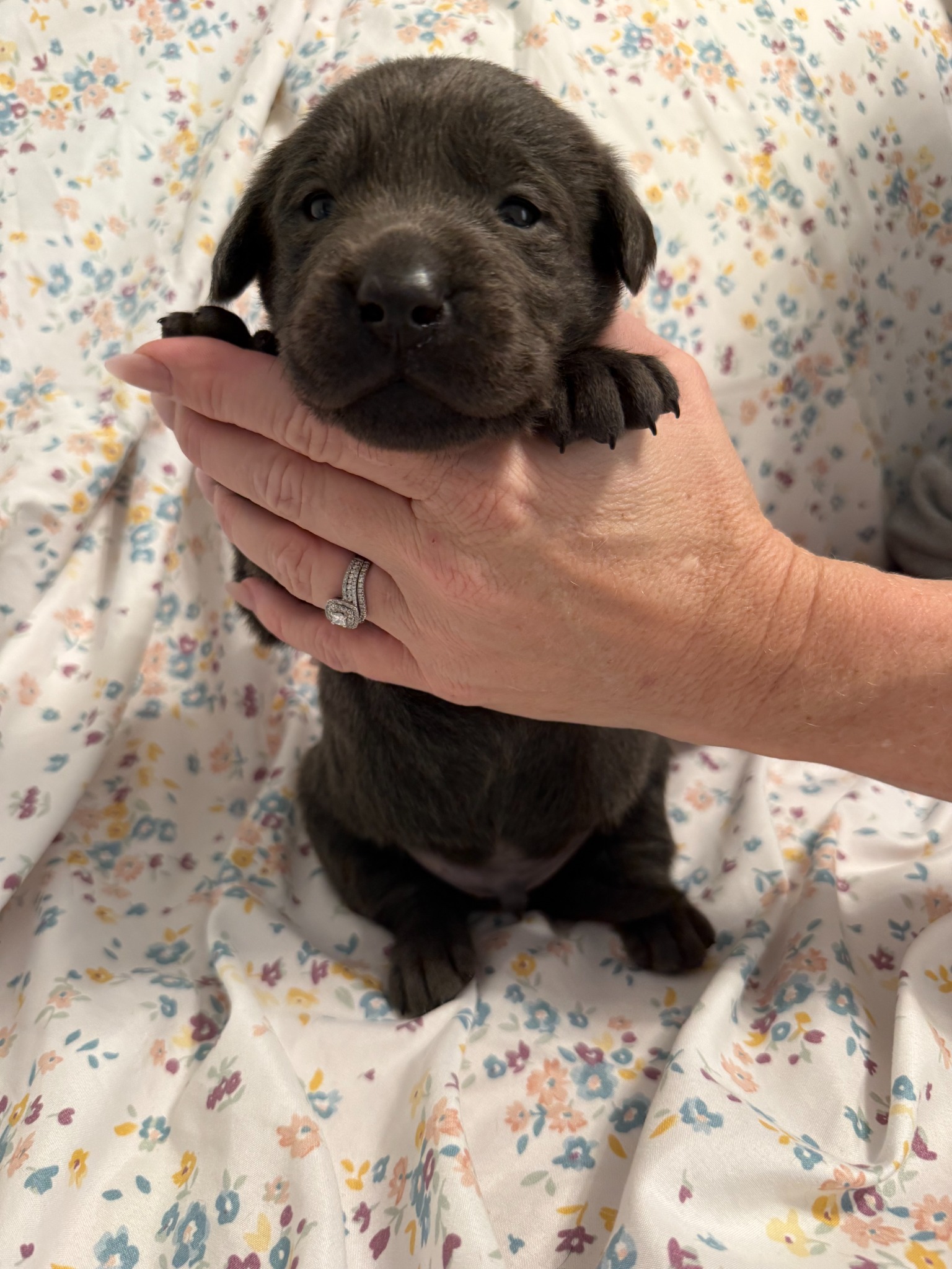 Yellow collar Labrador puppy at 2 weeks