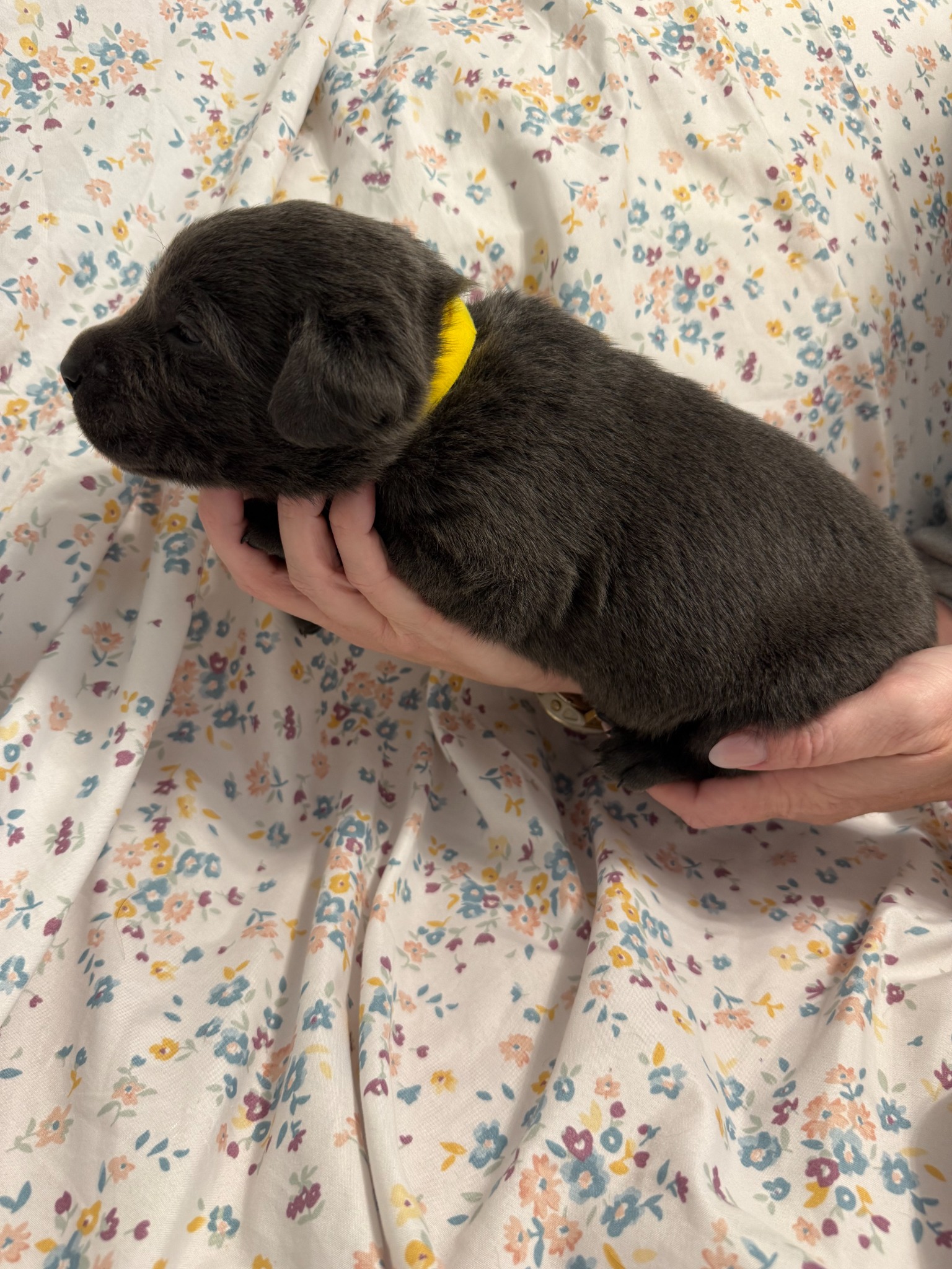 Yellow collar Labrador puppy at 2 weeks