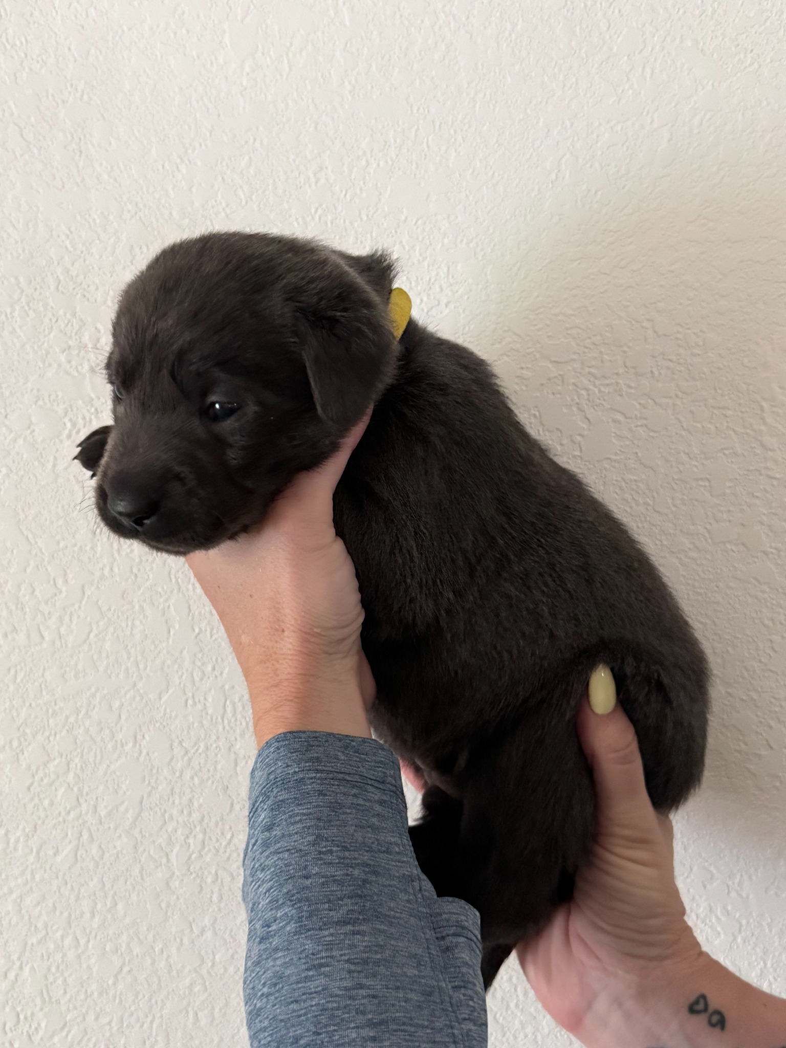 Yellow collar Labrador puppy at 3 weeks