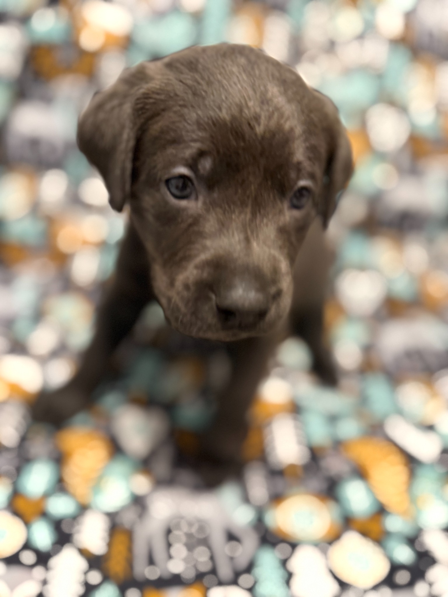 Yellow collar Labrador puppy at 4 weeks