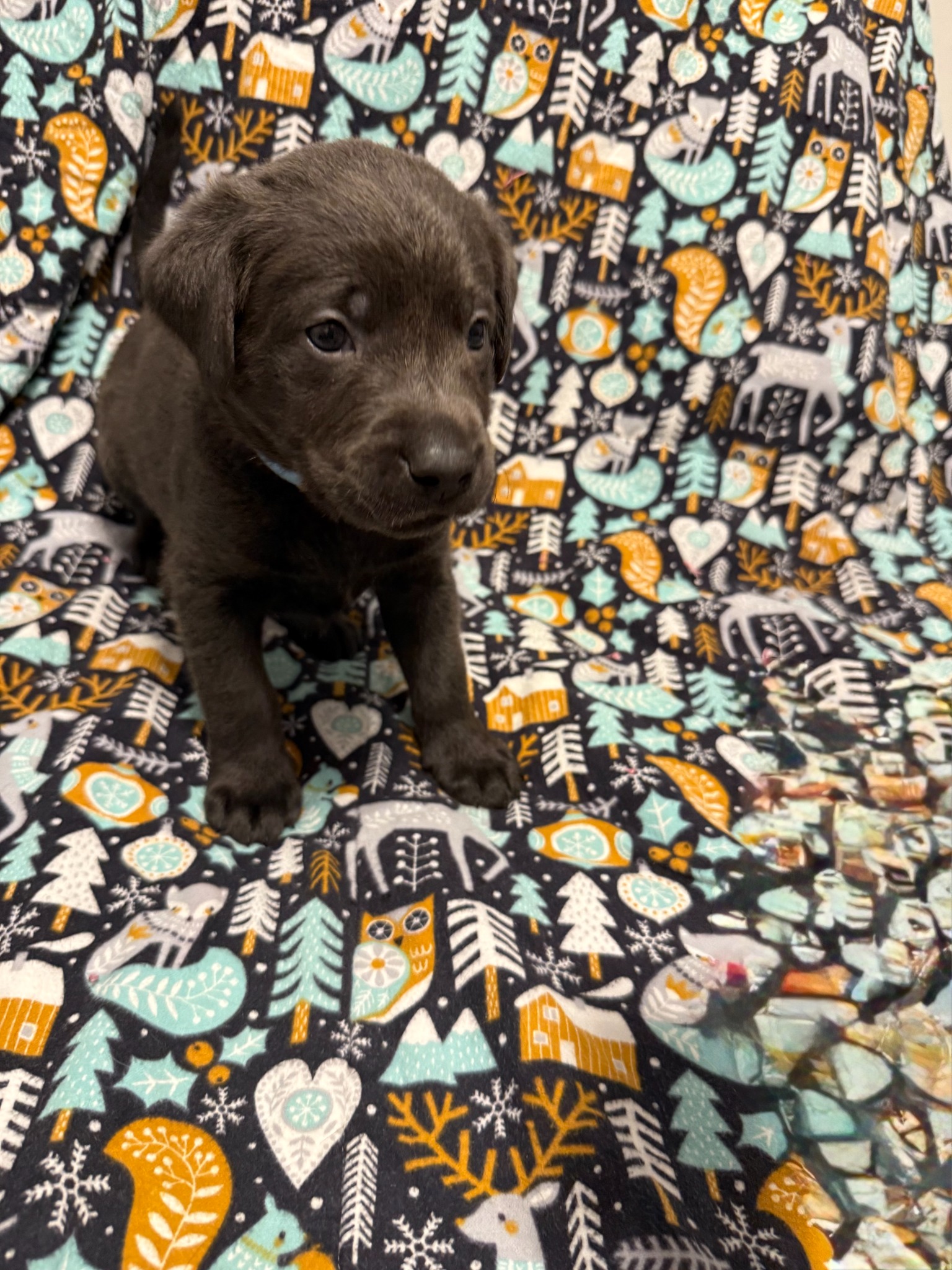 Yellow collar Labrador puppy at 4 weeks