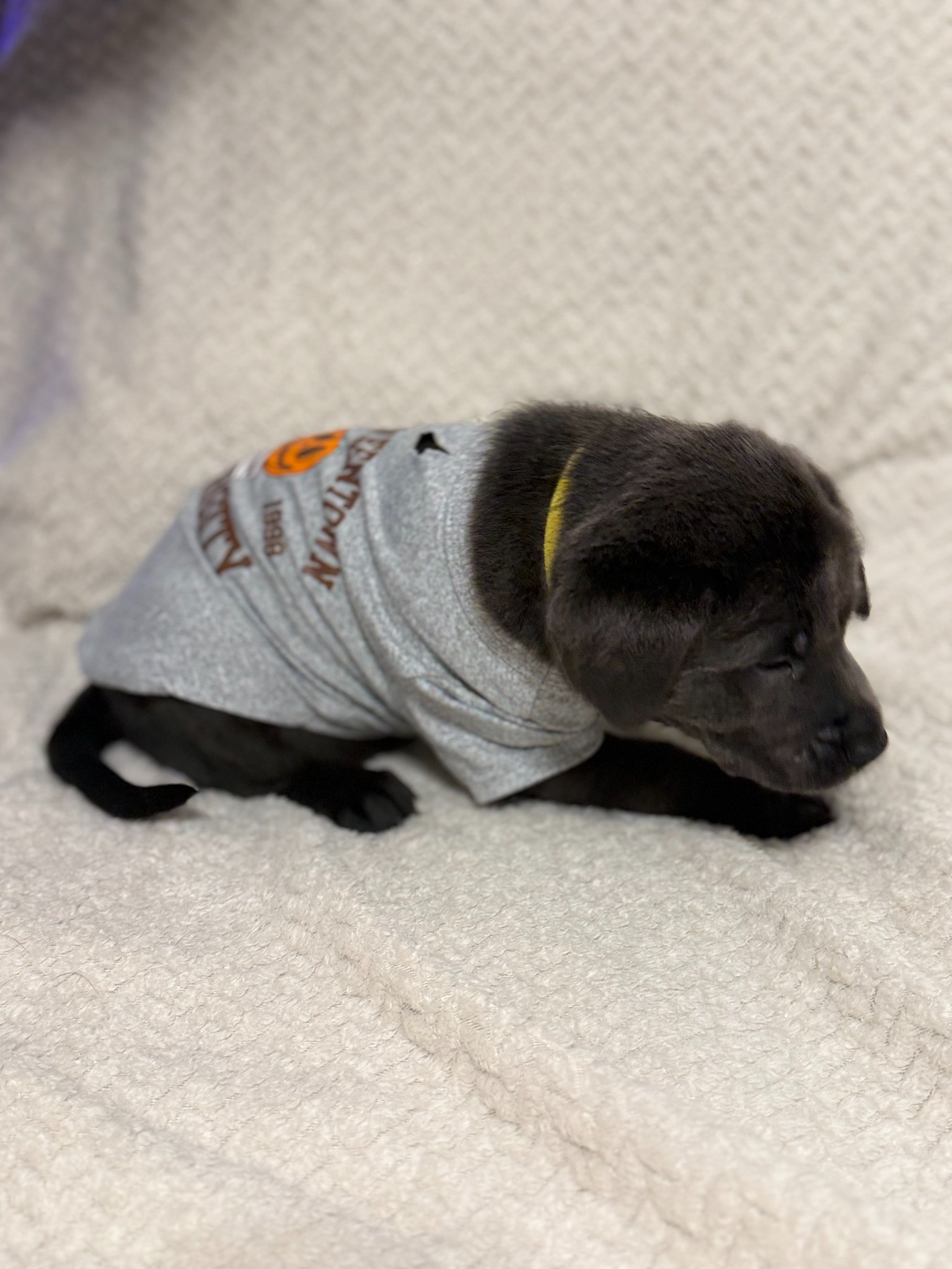 Yellow collar charcoal Labrador puppy at five weeks