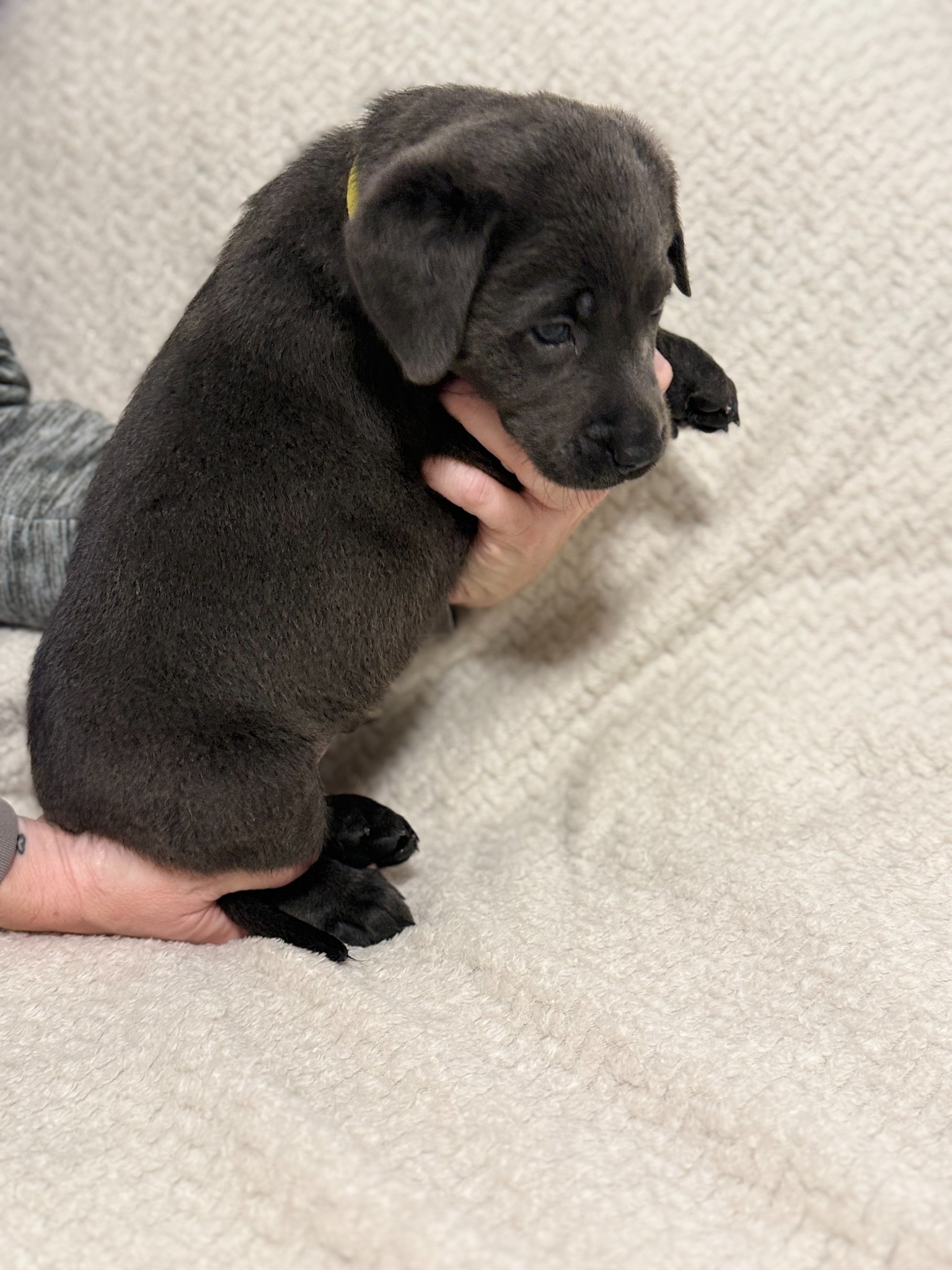 Yellow collar charcoal Labrador puppy at five weeks