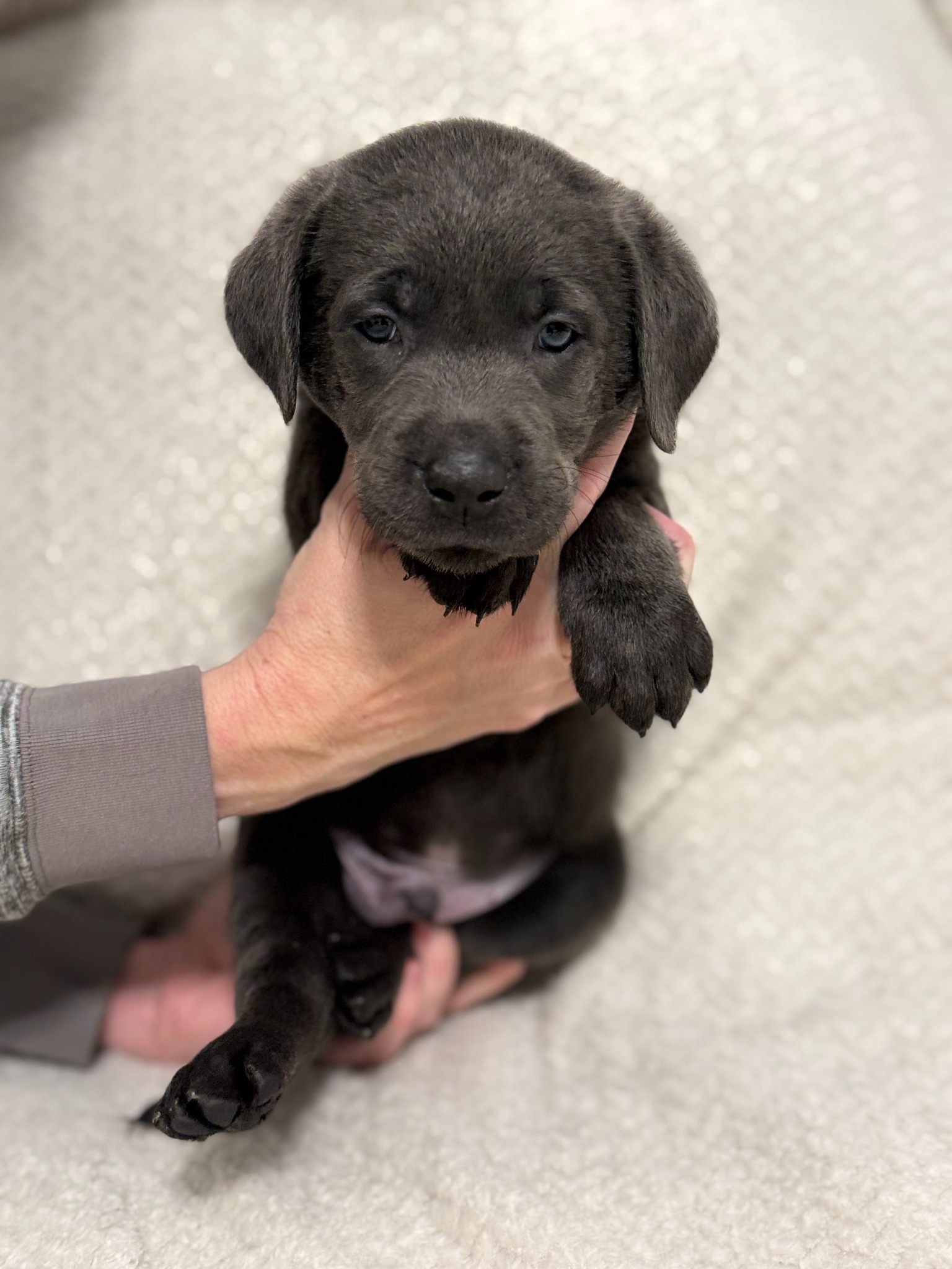 Yellow collar charcoal Labrador puppy at five weeks