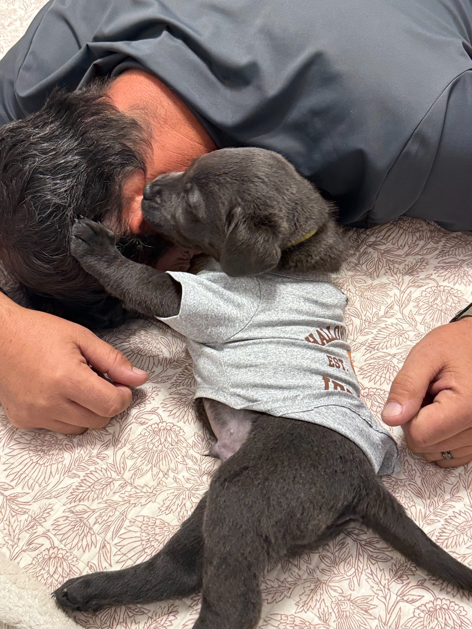Yellow collar charcoal Labrador puppy at five weeks
